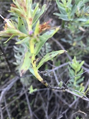 Lobostemon glaucophyllus