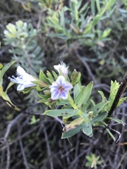 Lobostemon glaucophyllus