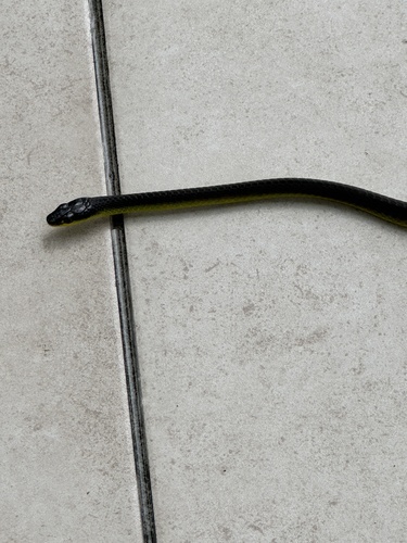 Common Tree Snake sighting