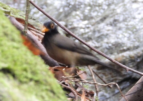Black-hooded Thrush (Turdus olivater), photo 1
