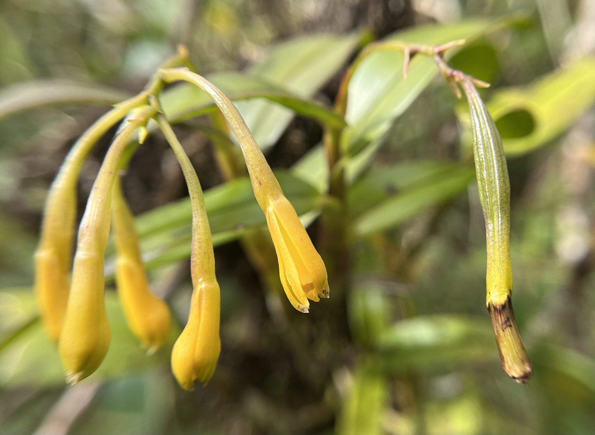 Epidendrum boricuomutelianum