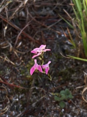Disa obliqua clavigera