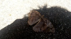 Opsiphanes tamarindi tamarindi