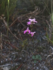 Disa obliqua clavigera