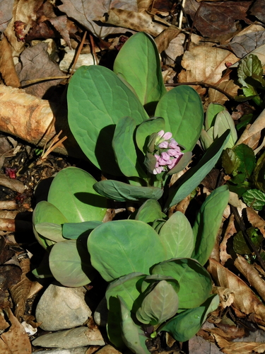 Ein weiteres Foto von Virginia bluebells