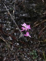Disa obliqua clavigera