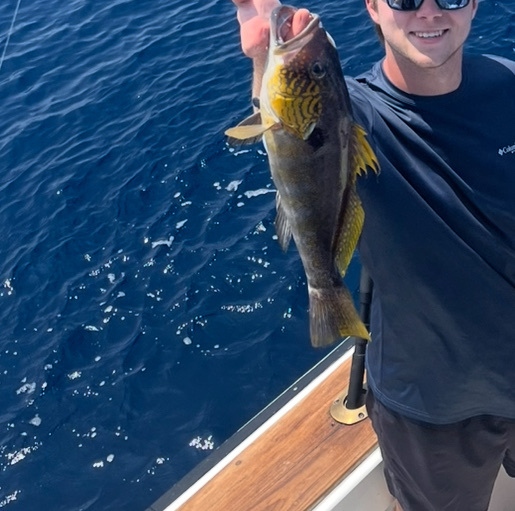 Parrot Sand Bass photo 4