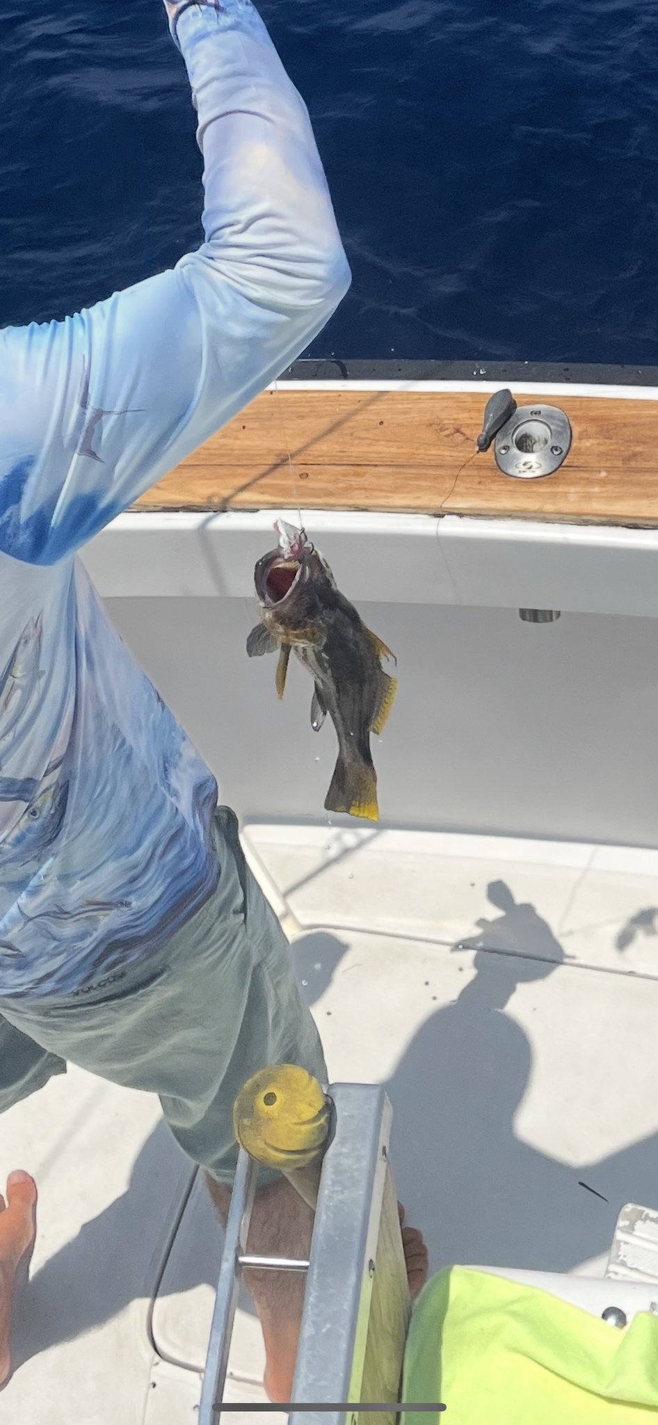 Parrot Sand Bass photo 5