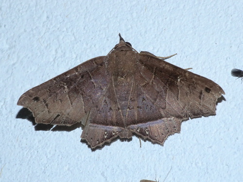 Polygoniodes furva