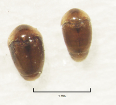 Sericoderus