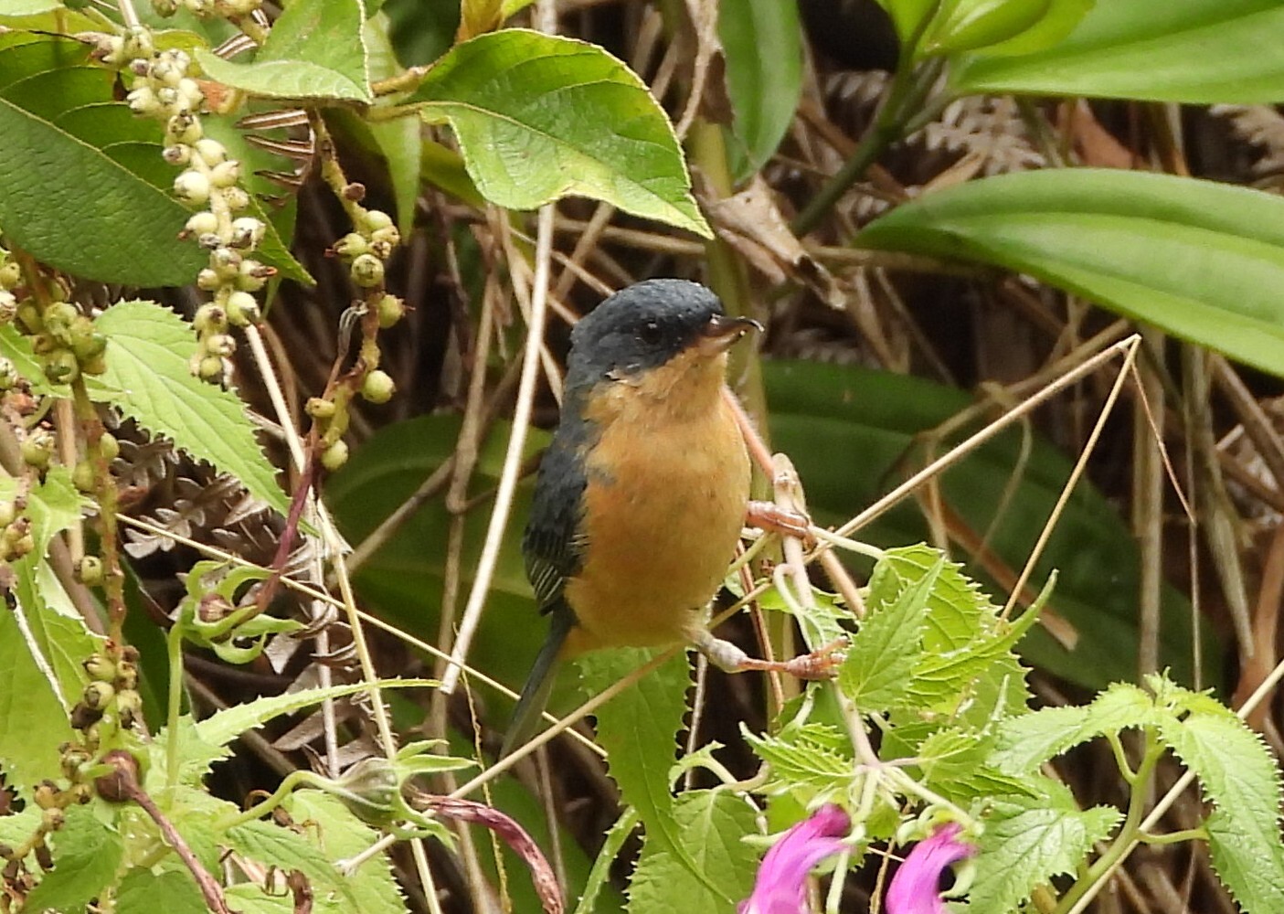 Rusty Flowerpiercer (Diglossa sittoides), photo 7
