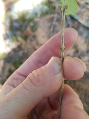 Lonicera dioica