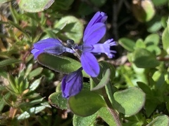 Polygala alpina