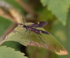 Rhynchopyga meisteri