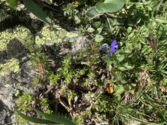 Polygala alpina