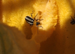 Acalymma trivittatum