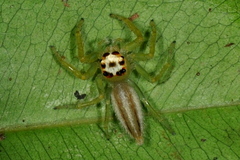 Telamonia dimidiata