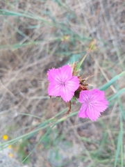 Dianthus balbisii