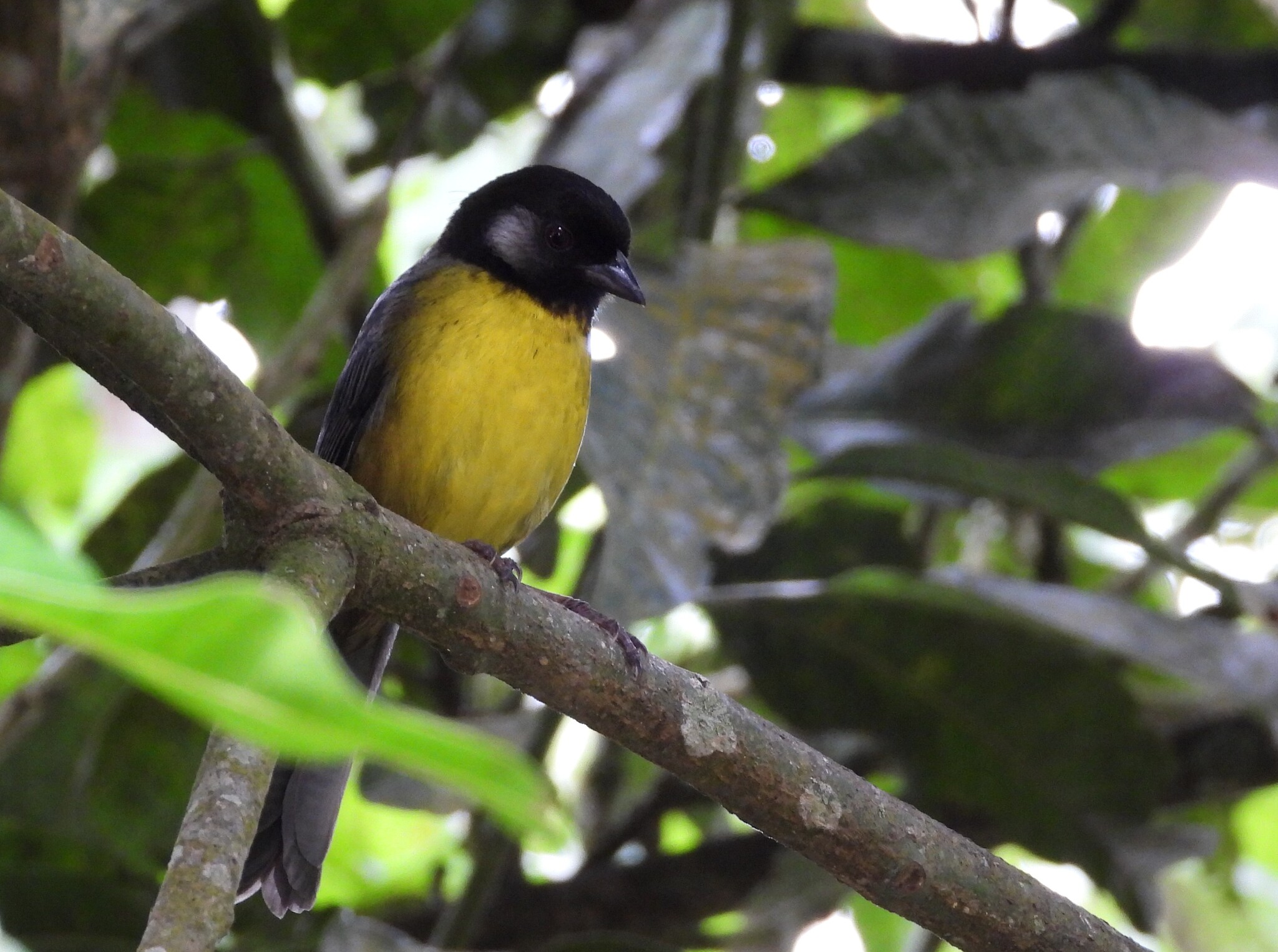 Santa Marta Brushfinch (Atlapetes melanocephalus), photo 5