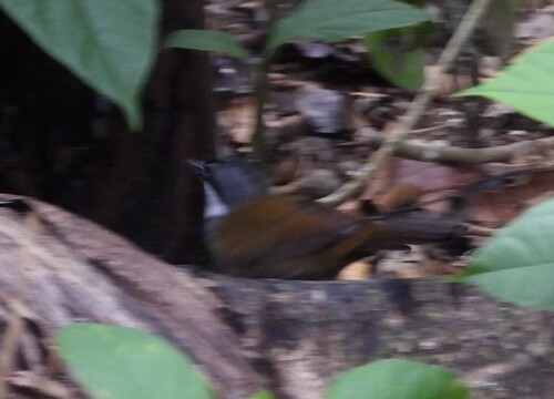 Sierra Nevada Brushfinch (Arremon basilicus), photo 4
