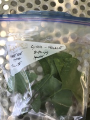 Ginkgo biloba
