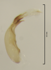 Sericoderus