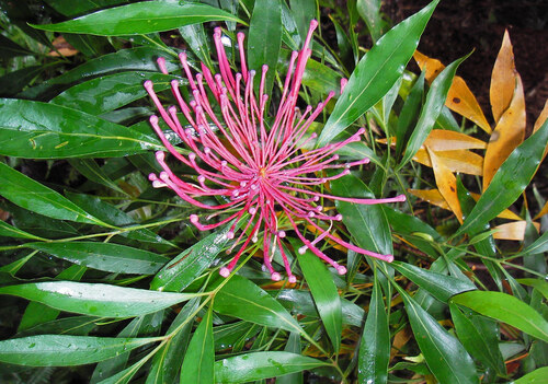 Alloxylon pinnatum (Alloxylon pinnatum)