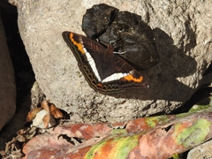 Adelpha corcyra collina