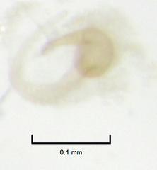 Sericoderus