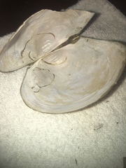 Utterbackiana suborbiculata