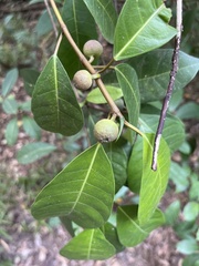 Ficus maxima, photograph (c) Lena Struwe, some rights reserved (CC BY-SA)