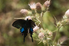 Papilio bianor ganesa