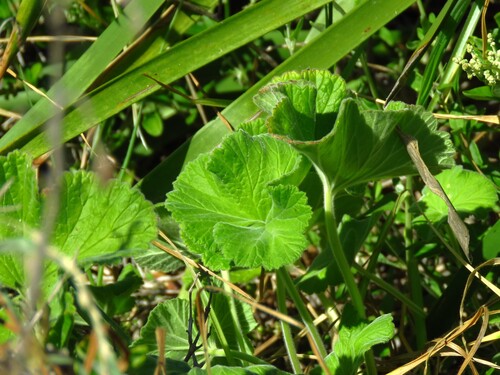 Image of Pelargonium australe by (c) Annika Lindqvist, some rights reserved (CC BY)