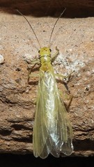 Chloroperlidae