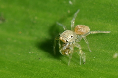 Salticidae