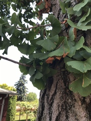 Ginkgo biloba