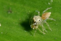 Salticidae