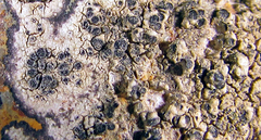 Buellia insularicola