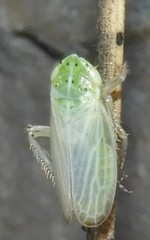 Graphocraerus ventralis