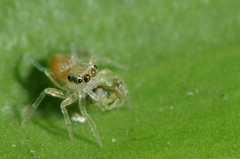 Salticidae