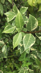 Trachelospermum