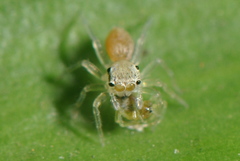 Salticidae