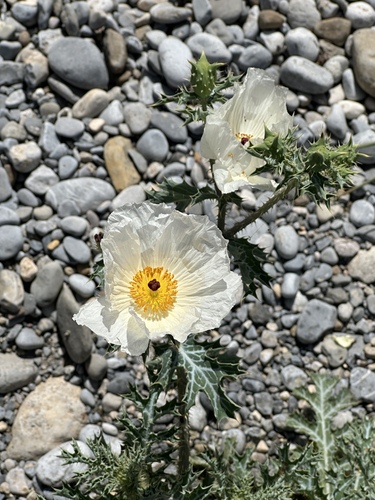 Argemone grandiflora, photograph 4
