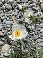 Argemone grandiflora, photograph (c) Andrea Villarreal Rodríguez, some rights reserved (CC BY)