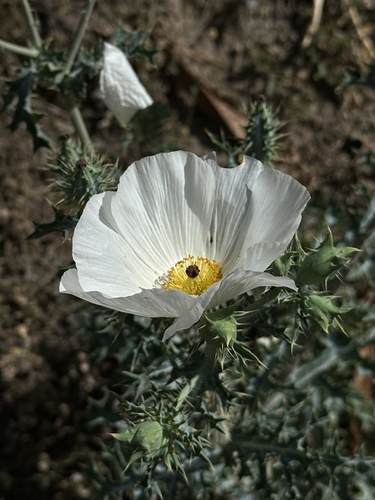 Argemone grandiflora, photograph 1