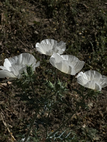 Argemone grandiflora, photograph 2