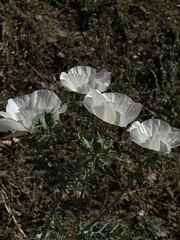 Argemone grandiflora, photograph (c) Andrea Villarreal Rodríguez, some rights reserved (CC BY)