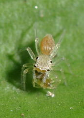 Salticidae