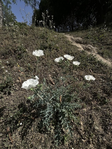 Argemone grandiflora, photograph 3