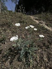 Argemone grandiflora, photograph (c) Andrea Villarreal Rodríguez, some rights reserved (CC BY)